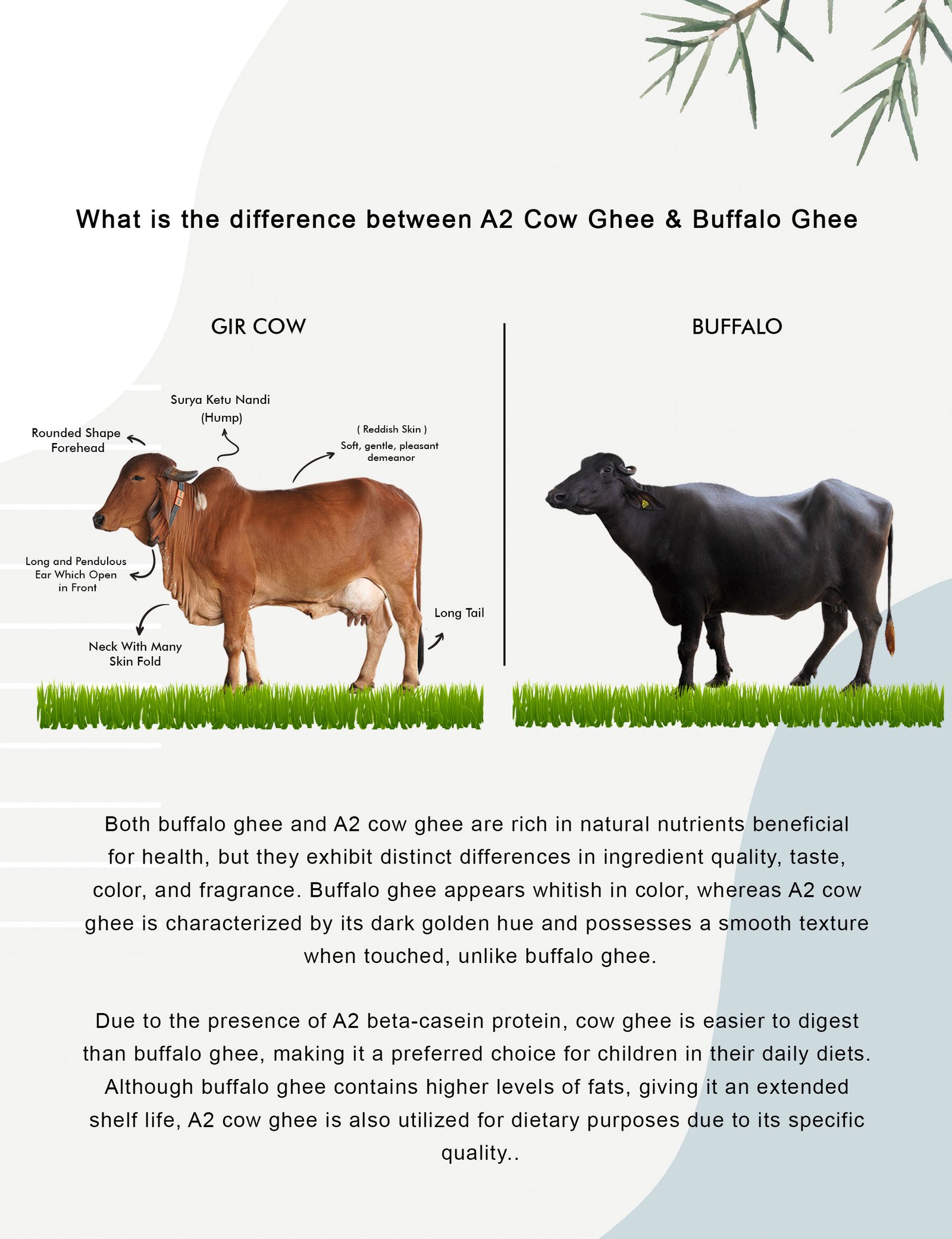 comparison between buffalo ghee vs. A2 cow Ghee